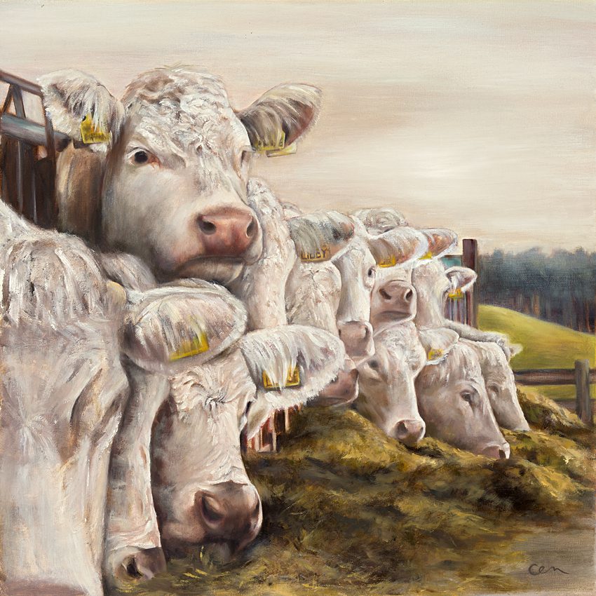 Charolais Feeding - Image 3