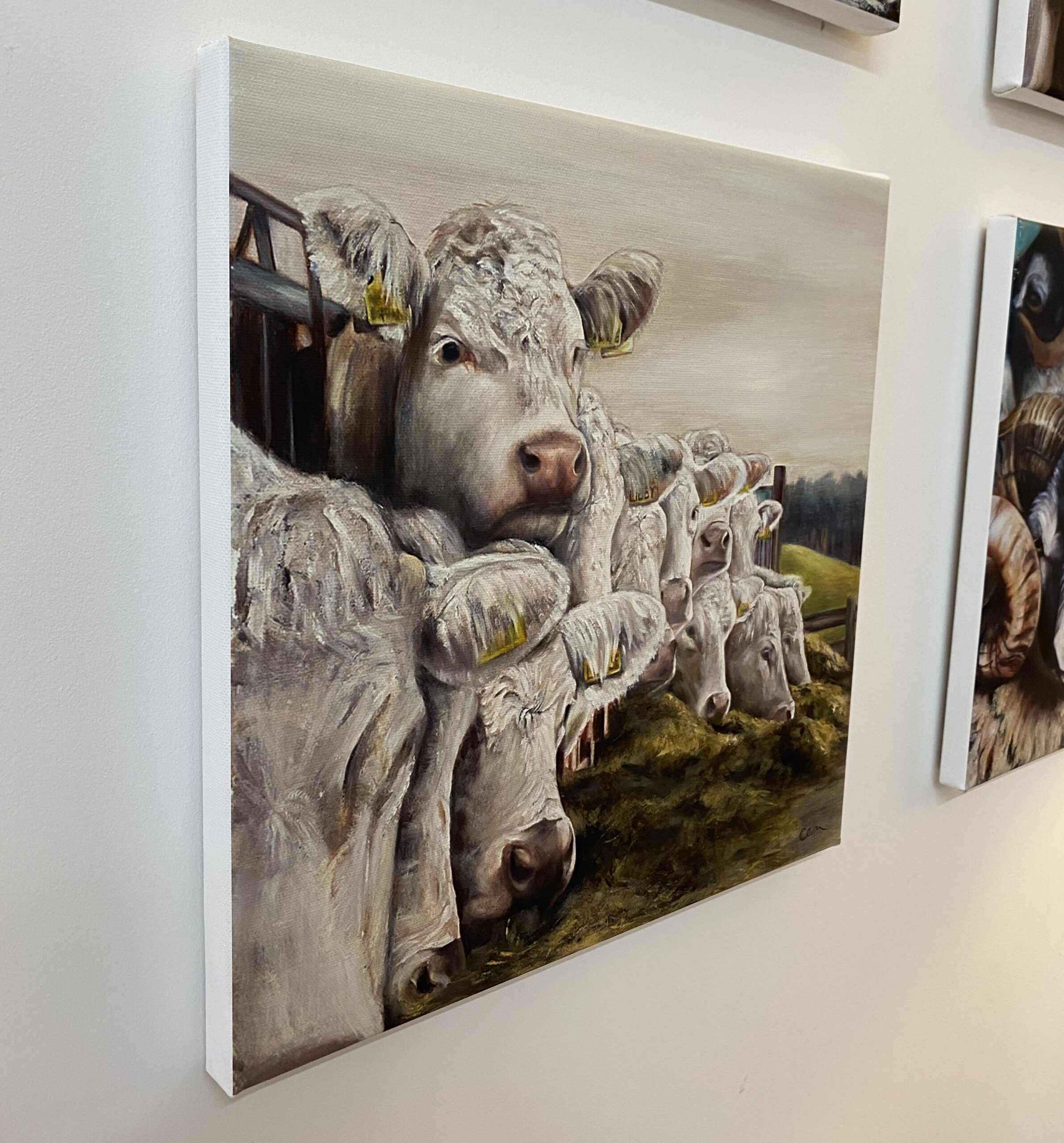 Charolais Feeding