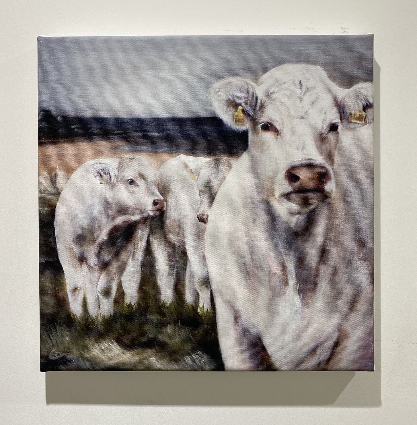 charolais by the sea, bull calves print Carolyn Milne