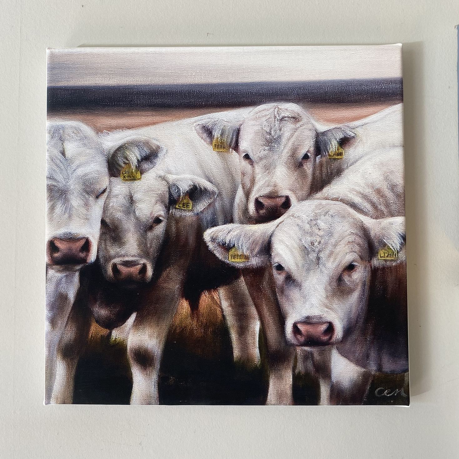 charolais bull calves print Carolyn Milne